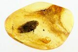 Detailed Fossil Froghopper (Cercopoidea) In Baltic Amber #272692-1